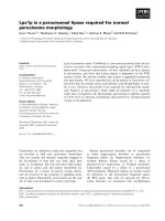 Báo cáo khoa học: Lpx1p is a peroxisomal lipase required for normal peroxisome morphology potx