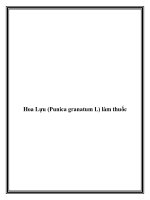 Hoa Lựu (Punica granatum L) làm thuốc potx