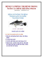 BỆNH VÀ PHÒNG TRỊ BỆNH TRONG NUÔI CÁ CHẼM THƯƠNG PHẨM pot