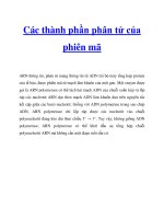 Các thành phần phân tử của phiên mã ppt