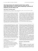 Báo cáo Y học: Interaction between p21-activated protein kinase and Rac during differentiation of HL-60 human promyelocytic leukemia cell induced by all-trans-retinoic acid pdf