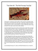 Tôm hùm đỏ - The Red Swamp Crayfish pdf
