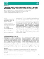 Báo cáo khoa học: Trafﬁcking and proteolytic processing of RNF13, a model PA-TM-RING family endosomal membrane ubiquitin ligase pot