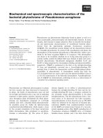 Báo cáo khoa học: Biochemical and spectroscopic characterization of the bacterial phytochrome of Pseudomonas aeruginosa pdf