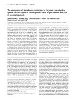 Báo cáo Y học: The expression of glutathione reductase in the male reproductive system of rats supports the enzymatic basis of glutathione function in spermatogenesis doc