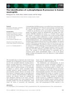 Báo cáo khoa học: The identiﬁcation of a phospholipase B precursor in human neutrophils doc