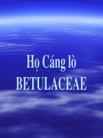 13.Cang lo-BETULACEAE potx