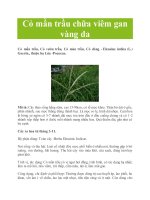 Cỏ mần trầu chữa viêm gan vàng da potx