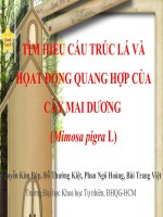 TÌM HIỂU CẤU TRÚC LÁ VÀ HỌAT ĐỘNG QUANG HỢP CỦA CÂY MAI DƯƠNG doc
