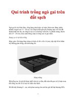 Qui trình trồng ngò gai trên đất sạch potx