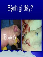 Hội chứng rối loạn hô hấp và sinh sản potx