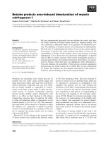 Báo cáo khoa học: Betaine protects urea-induced denaturation of myosin subfragment-1 pptx