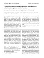 Báo cáo khoa học: a-Fetoprotein positively regulates cytochrome c-mediated caspase activation and apoptosome complex formation docx