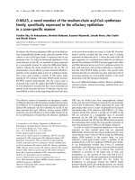 Báo cáo khoa học: O-MACS, a novel member of the medium-chain acyl-CoA synthetase family, speciﬁcally expressed in the olfactory epithelium in a zone-speciﬁc manner doc
