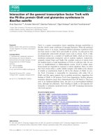Báo cáo khoa học: Interaction of the general transcription factor TnrA with the PII-like protein GlnK and glutamine synthetase in Bacillus subtilis potx