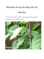 Bài thuốc từ con sâu sống trên cây dâu tằm docx