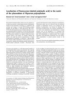 Báo cáo khoa học: Localization of ﬂuorescence-labeled poly(malic acid) to the nuclei of the plasmodium of Physarum polycephalum pot