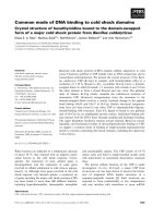 Báo cáo khoa học: Common mode of DNA binding to cold shock domains Crystal structure of hexathymidine bound to the domain-swapped form of a major cold shock protein from Bacillus caldolyticus pot