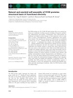 Báo cáo khoa học: Natural and amyloid self-assembly of S100 proteins: structural basis of functional diversity doc
