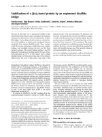 Báo cáo Y học: Stabilization of a (ba)8-barrel protein by an engineered disulﬁde bridge potx