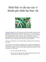 Hình thái và cấu tạo của vi khuẩn gây bệnh hại thực vật pdf