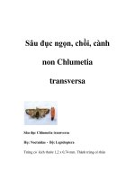 Sâu đục ngọn, chồi, cành non Chlumetia transversa pptx