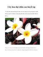 Cây hoa đại chữa cao huyết áp doc