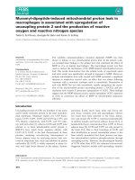 Báo cáo khoa học: Muramyl-dipeptide-induced mitochondrial proton leak in macrophages is associated with upregulation of uncoupling protein 2 and the production of reactive oxygen and reactive nitrogen species docx