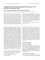 Báo cáo khoa học: Expression of the pyrG gene determines the pool sizes of CTP and dCTP in Lactococcus lactis doc