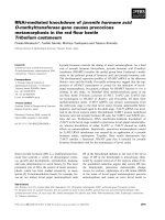 Báo cáo khoa học: RNAi-mediated knockdown of juvenile hormone acid O-methyltransferase gene causes precocious metamorphosis in the red ﬂour beetle Tribolium castaneum pdf