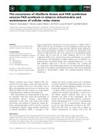 Báo cáo khoa học: The occurrence of riboﬂavin kinase and FAD synthetase ensures FAD synthesis in tobacco mitochondria and maintenance of cellular redox status docx