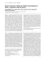 Báo cáo Y học: Domain organization, folding and stability of bacteriophage T4 ﬁbritin, a segmented coiled-coil protein docx