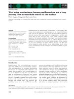 Báo cáo khoa học: Viral entry mechanisms: human papillomavirus and a long journey from extracellular matrix to the nucleus docx
