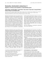 Báo cáo Y học: Mammalian mitochondrial endonuclease G Digestion of R-loops and localization in intermembrane space doc