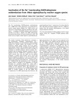 Báo cáo Y học: Inactivation of the Na+-translocating NADH:ubiquinone oxidoreductase from Vibrio alginolyticus by reactive oxygen species pot