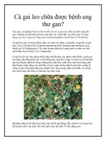Cà gai leo chữa được bệnh ung thư gan? pptx