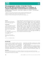Báo cáo khoa học: The proapoptotic member of the Bcl-2 family Bcl-2 / E1B-19K-interacting protein 3 is a mediator of caspase-independent neuronal death in excitotoxicity pot