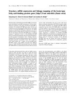 Báo cáo khoa học: Structure, mRNA expression and linkage mapping of the brain-type fatty acid-binding protein gene (fabp7 ) from zebraﬁsh (Danio rerio) potx