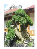 Nhựa cây làm thuốc potx