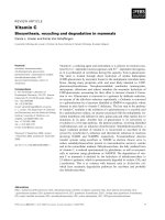 Báo cáo khoa học: Vitamin C Biosynthesis, recycling and degradation in mammals doc