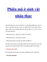 Phiên mã ở sinh vật nhân thực potx