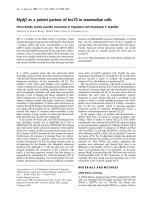 Báo cáo Y học: Mydj2 as a potent partner of hsc70 in mammalian cells doc