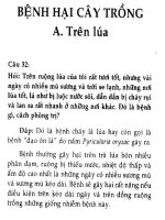 Bệnh hại cây trồng trên lúa ppt