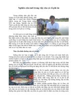 Nghiên cứu mới trong việc cho cá rô phi ăn pptx