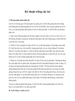 Kỹ thuật trồng cây bơ pot