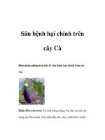 Sâu bệnh hại chính trên cây Cà pot
