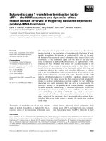 Báo cáo khoa học: Eukaryotic class 1 translation termination factor eRF1 ) the NMR structure and dynamics of the middle domain involved in triggering ribosome-dependent peptidyl-tRNA hydrolysis pptx