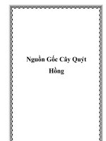 Nguồn Gốc Cây Quýt Hồng pot