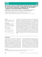 Báo cáo khoa học: Enzymatic actions of Pasteurella multocida toxin detected by monoclonal antibodies recognizing the deamidated a subunit of the heterotrimeric GTPase Gq potx