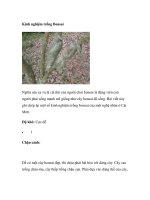 Kinh nghiệm trồng Bonsai potx